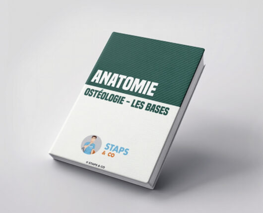Ostéologie - Les bases